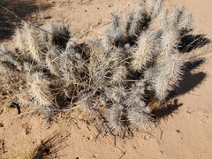 Grusonia kunzei
