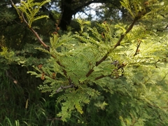 Vachellia karroo