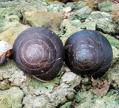Caracolus excellens