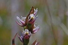 Prasophyllum suttonii