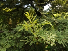 Vachellia karroo