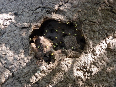 Globitermes sulphureus