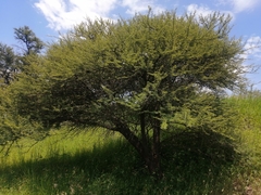 Vachellia tortilis heteracantha