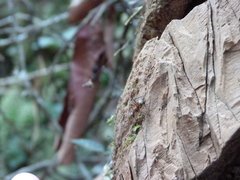 Polyrhachis bihamata