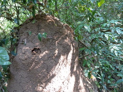 Globitermes sulphureus