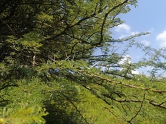 Vachellia tortilis heteracantha