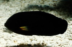 Moonbeam Angelfish photo 3