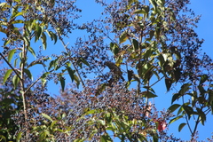 Haemorhous purpureus californicus