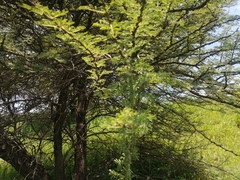 Vachellia tortilis heteracantha