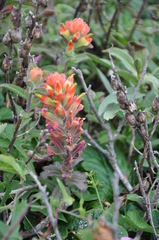 Castilleja affinis