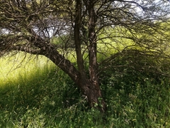 Vachellia tortilis heteracantha