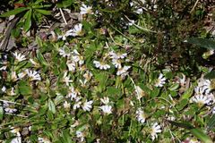 Scaevola hookeri