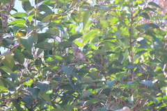 Haemorhous purpureus californicus