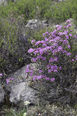 Rhododendron parvifolium
