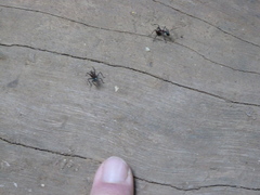 Polyrhachis bihamata