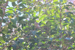 Haemorhous purpureus californicus