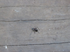 Polyrhachis bihamata