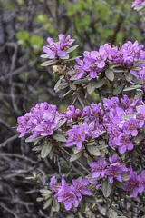 Rhododendron parvifolium