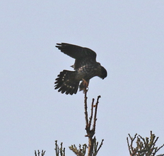 Falco columbarius