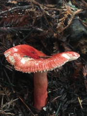 Russula americana