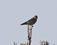 Falco columbarius