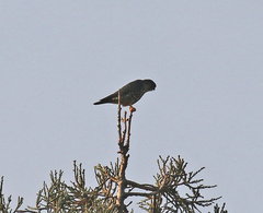 Falco columbarius