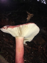 Russula americana