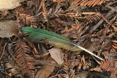 Psittacara mitratus