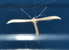 Hellinsia lacteodactylus