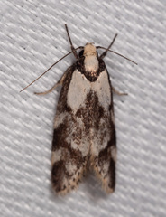 Palimmeces variegata