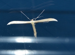 Hellinsia lacteodactylus