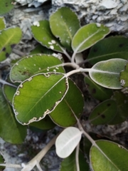 Pachystegia insignis