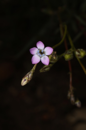 Coastal gilia (Gilia diegensis)