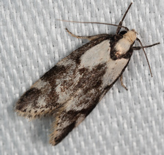 Palimmeces variegata