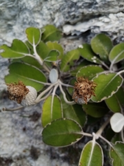 Pachystegia insignis
