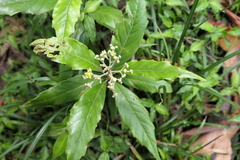Argophyllum nullumense