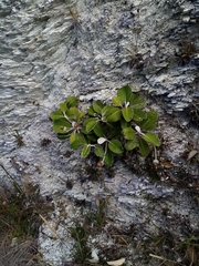 Pachystegia insignis