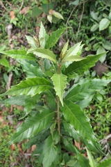 Argophyllum nullumense