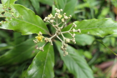 Argophyllum nullumense