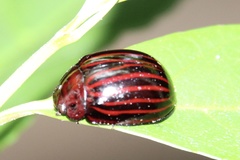 Paropsisterna octolineata