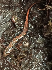 Desmognathus ocoee
