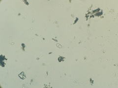 Trichothecium roseum