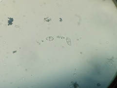 Trichothecium roseum