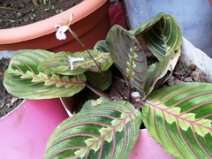 Maranta