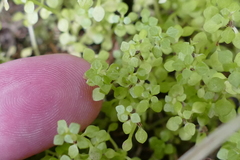 Callitriche muelleri