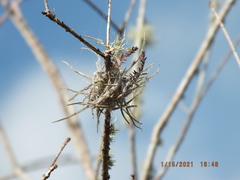 Tillandsia recurvata image
