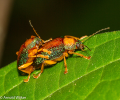 Callicolaspis ornata