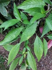 Dianthera secunda