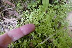 Callitriche muelleri