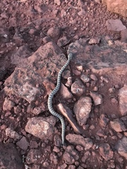 Crotalus oreganus concolor
